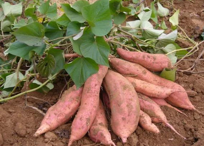 �ʼ�royal1688 - ����װ�������ܽ�������յ� 3 ���ź�